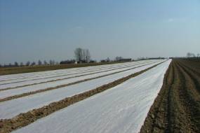 MASINAD TAIMEDE KATMISEKS