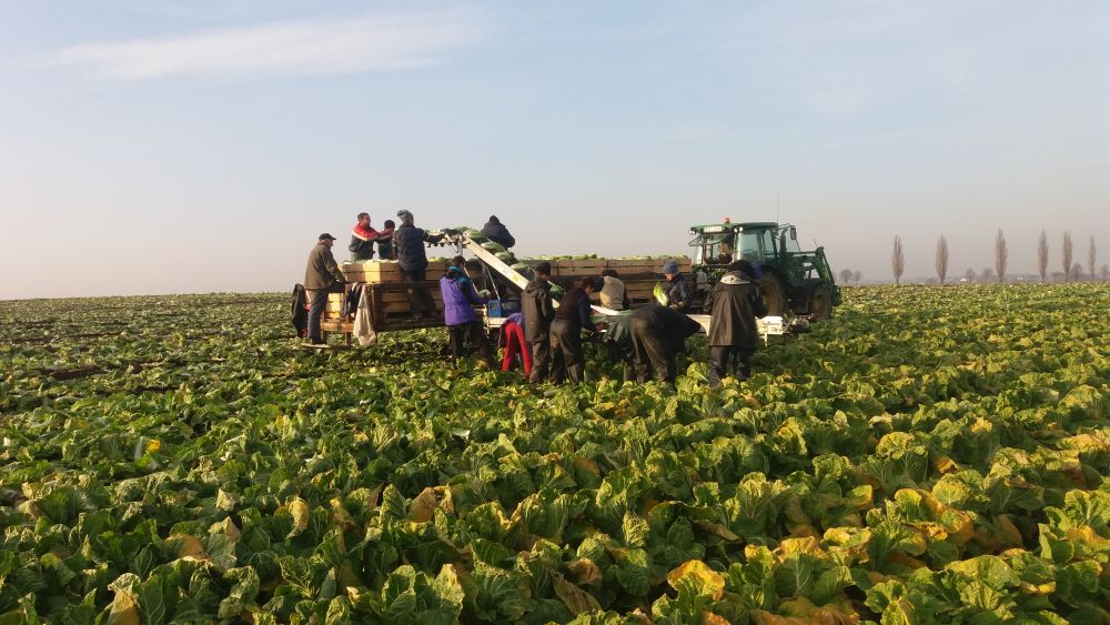 KÖÖGIVILJAKOORISTUSE TRANSPORTERID